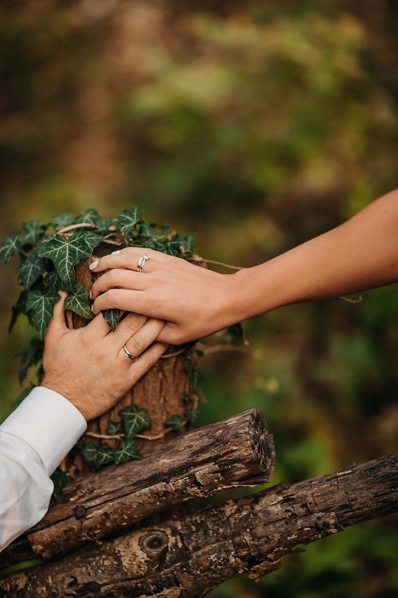 togetherness, wedding ring, holding hands, jewelry, hands, picket fence, ivy, people, nature, wood