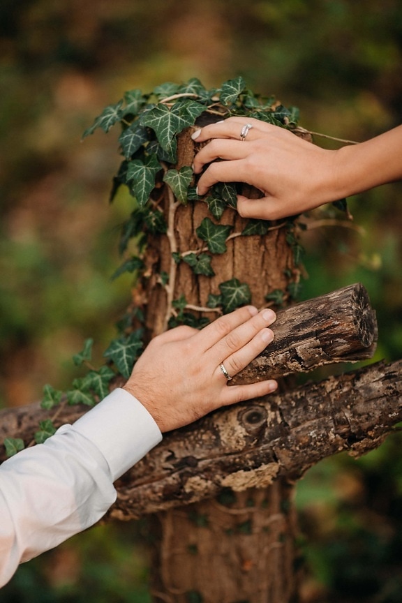hands, picket fence, rings, wooden, ivy, nature, wood, people, leaf, outdoors