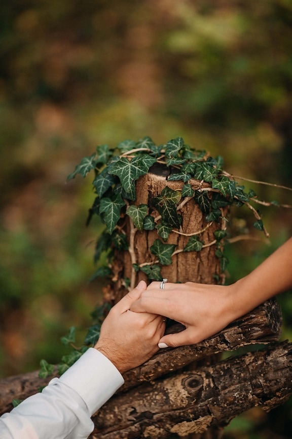 holding hands, fence, ivy, nature, roots, green leaves, people, tree, leaf, woman