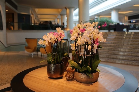 hotell, gangen, interiør, orkide, bord, vase, blomster, bukett, ordningen, interiørdesign