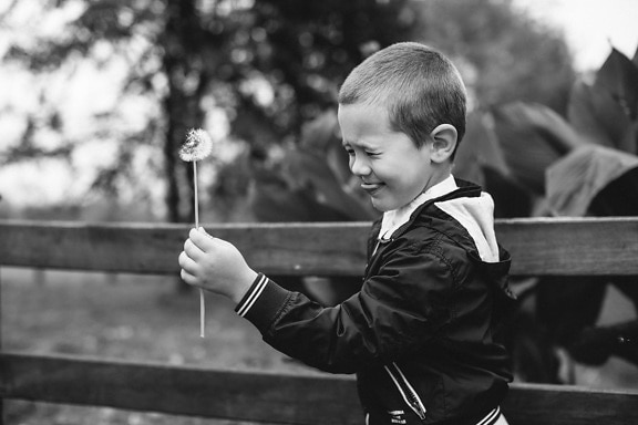 boy, dandelion, blowing, black and white, child, monochrome, portrait, outdoors, recreation, concentration