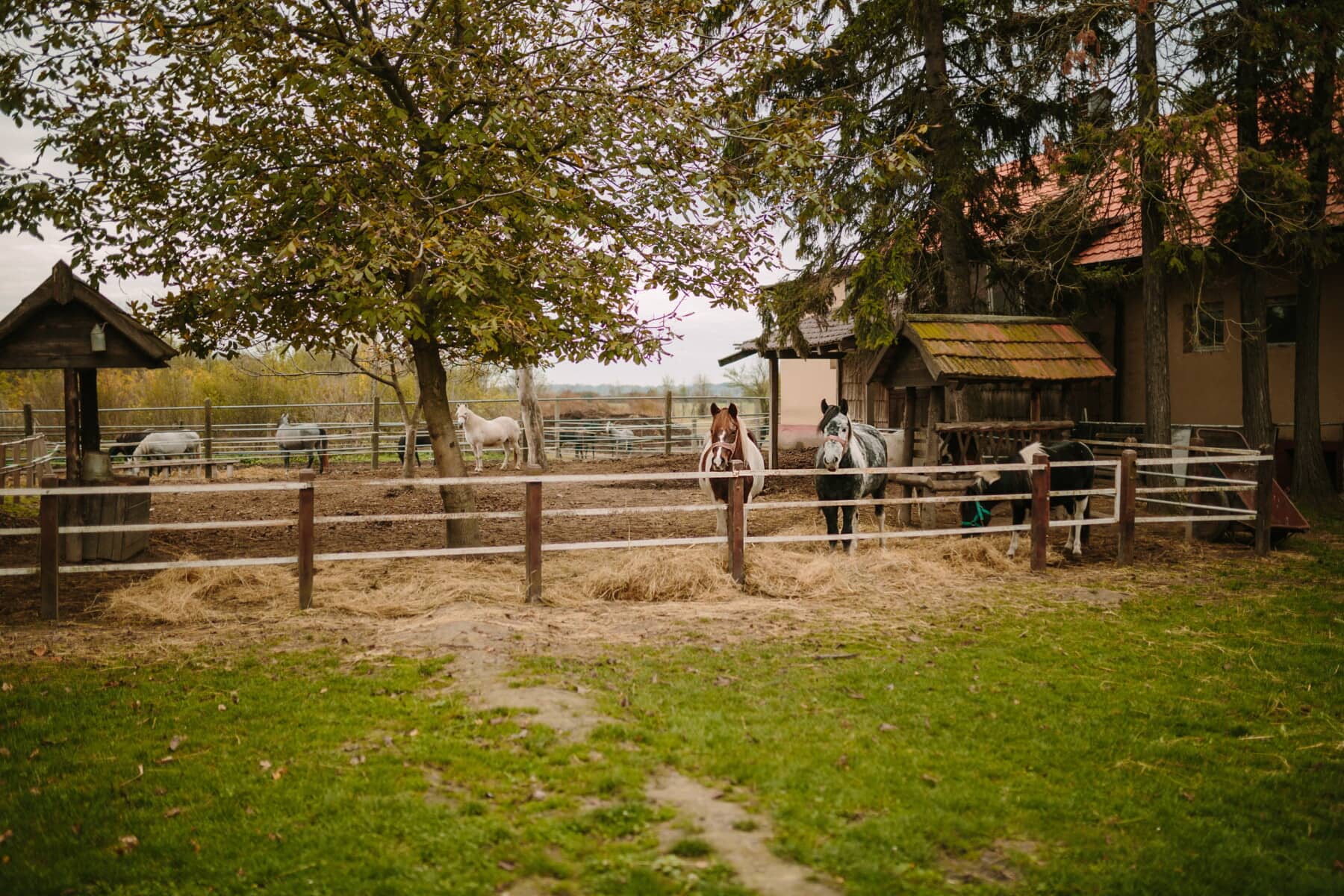 konji, farma, seoska kuća, ranč, životinje, selo, ogradu, ruralni, štale, trava