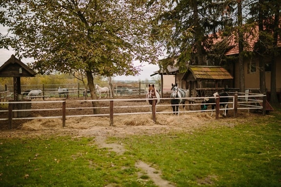 kone, farma, statok, ranč, zvieratá, Village, Rail fence, vidieka, stodola, tráva