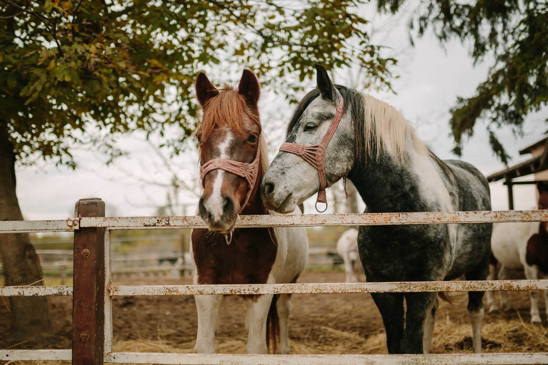 cavalli, animali, bianco e nero, marrone chiaro, Ranch, terreni agricoli, recinto ferroviario, marrone, cavallo, azienda agricola