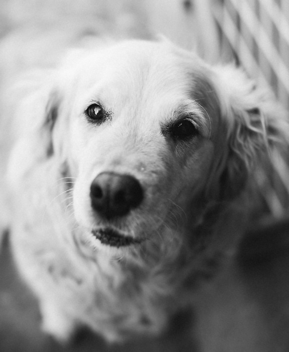 black and white, dog, grey, sepia, eyes, nose, head, sitting, pet, fur