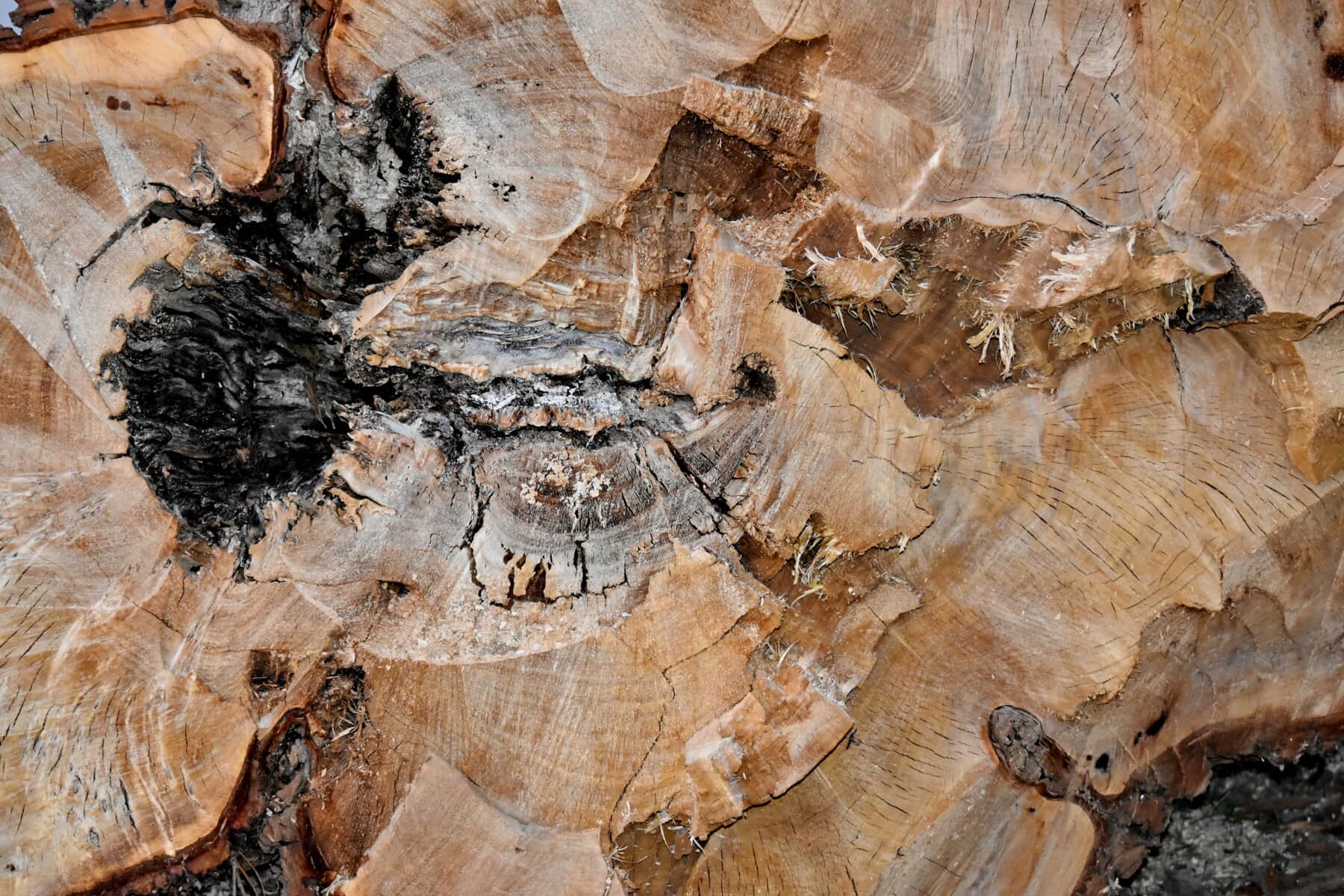 bark, brun, konsistens, träd, trä, ljus brun, naturen, grov, mönster, smutsiga