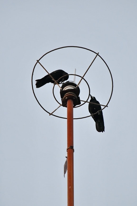 birds, black, crow, height, lightning rod, black bird, animals, device, bird, wire