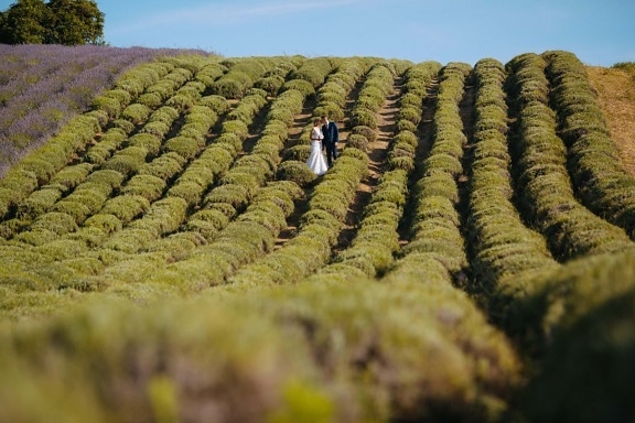 groom, just married, bride, hills, romantic, lavender, agriculture, field, rural, landscape