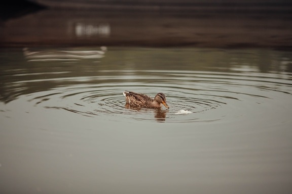 duck, feed, swimming, water level, ripple, lake, bird, reflection, pool, river