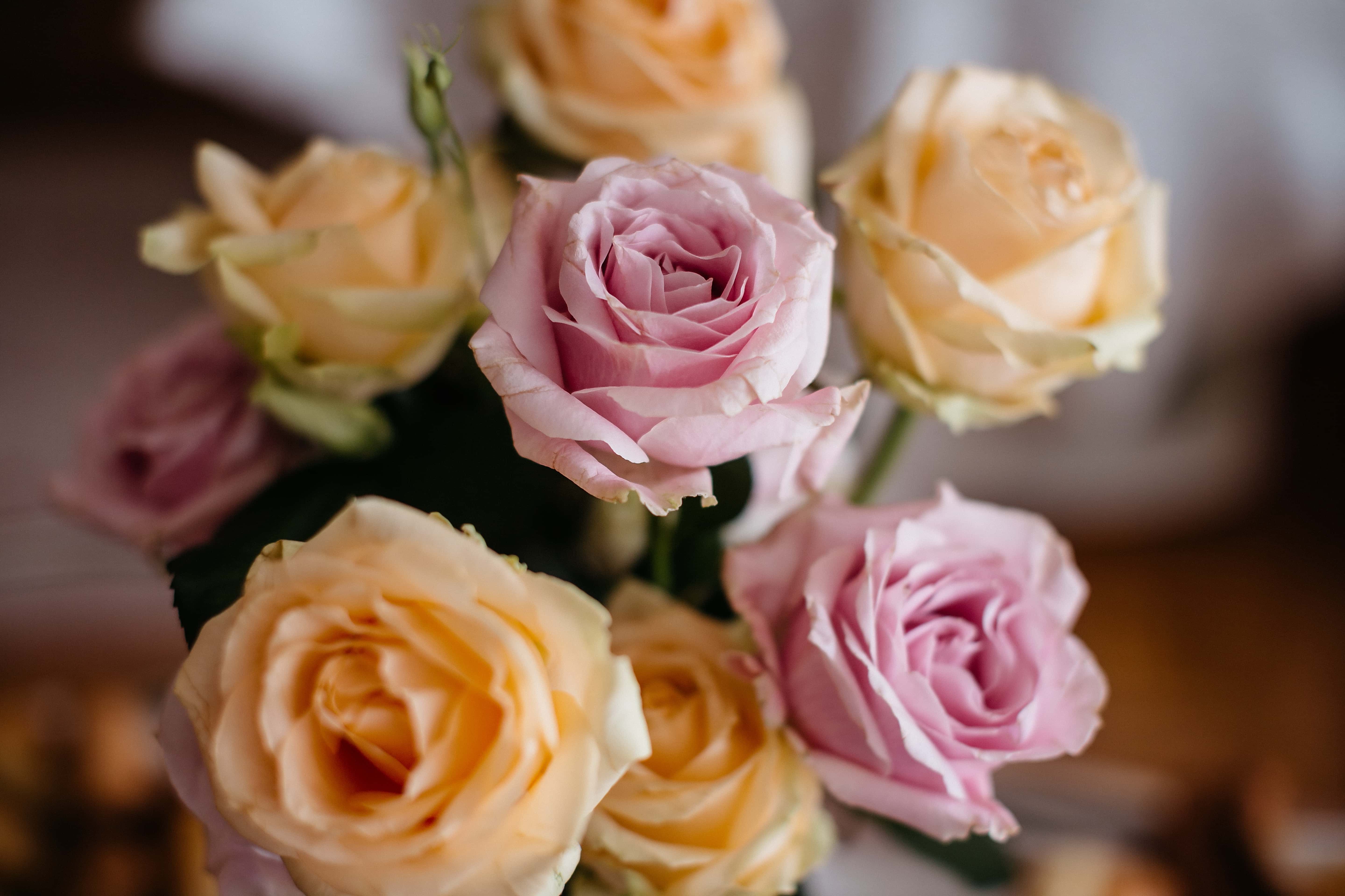 フリー写真画像 ピンク バラ 花束 黄色がかった茶色 間近 ローズ 装飾 花 エレガントです 葉