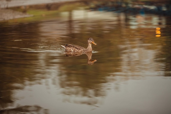 duck, light brown, swimming, wading bird, natural habitat, waterfowl, reflection, bird, water, lake