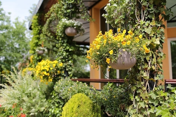 flower garden, terrace, front porch, ivy, flowerpot, flower, tree, garden, plant, leaf