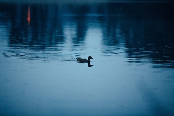 duck, dusk, swimming, sunset, dark, wading bird, reflection, bird, lake, water