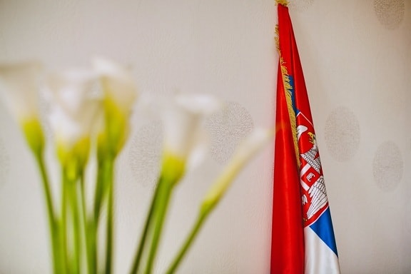 民主共和国, 塞尔维亚, 标志, 共和国, 白色, 鹰, 民主, 墙上, 坚持, 三色