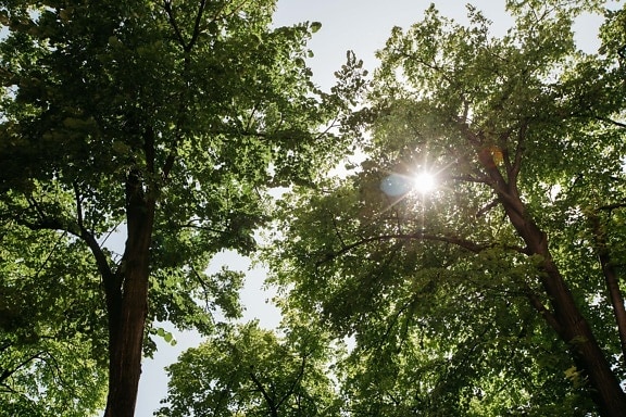 дерева, сонячні промені, Сонячно, гілки, яскраве сонячне світло, ліс, лист, завод, дерево, парк