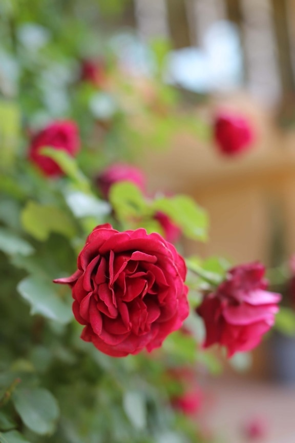 roses, focus, reddish, blurry, flower garden, rose, plant, petal, leaf, blossom