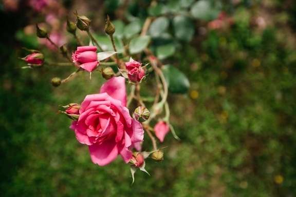 Rose, ramoscello, natura, rosa, arbusto, pianta, petalo, rosa, fiore, Flora