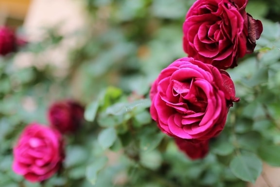 rosas, color rojizo, arbusto, naturaleza, color de rosa, flor, planta, Pétalo, jardín, hoja