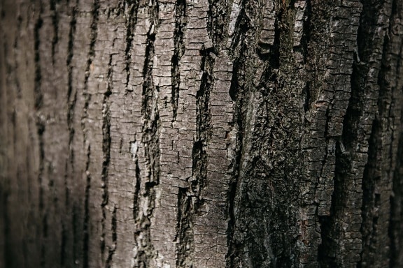 timber, tree, cortex, bark, black, close-up, texture, wood, trunk, rough