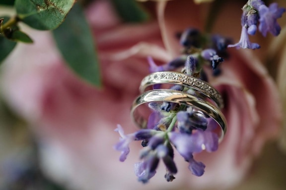 златен блясък, венчален пръстен, Злато, едър план, цвете, лавандула, бижута, пръстени, билка, цвят