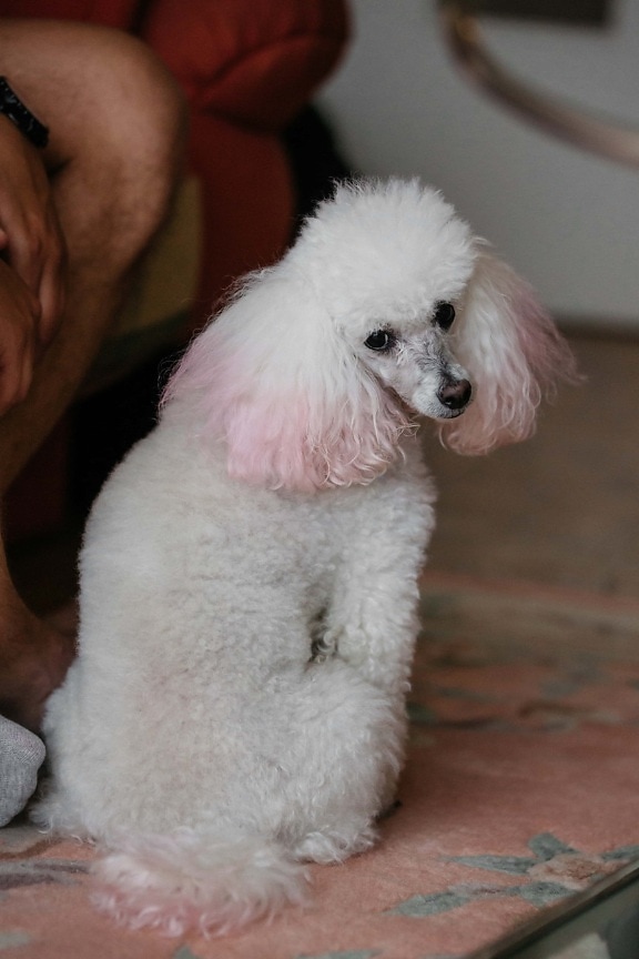 blanc, assis, adorable, chien, oreille, cheveux, rosâtre, animal de compagnie, mignon, chiot