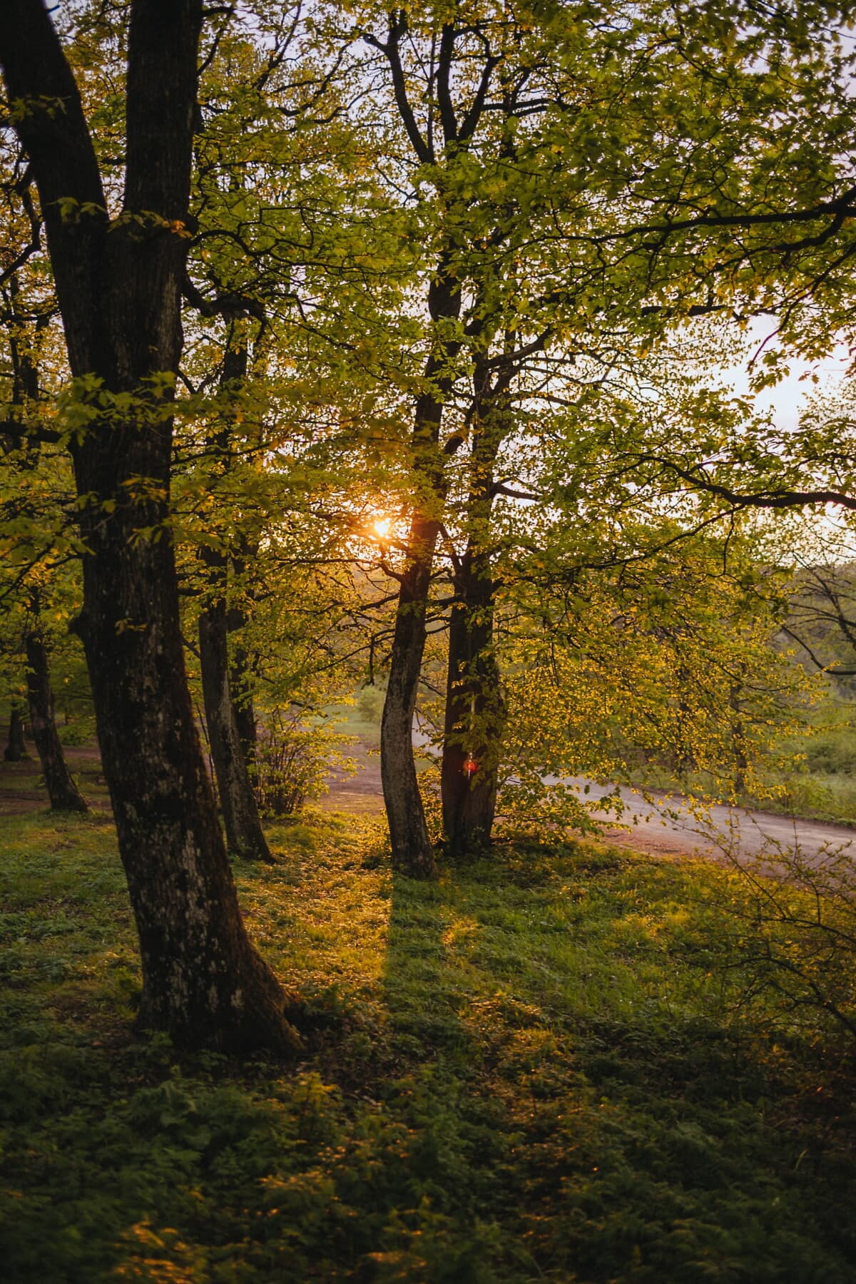 hösten, skogen, blad, träd, träd, trä, parkera, landskap, gryning, vackert väder