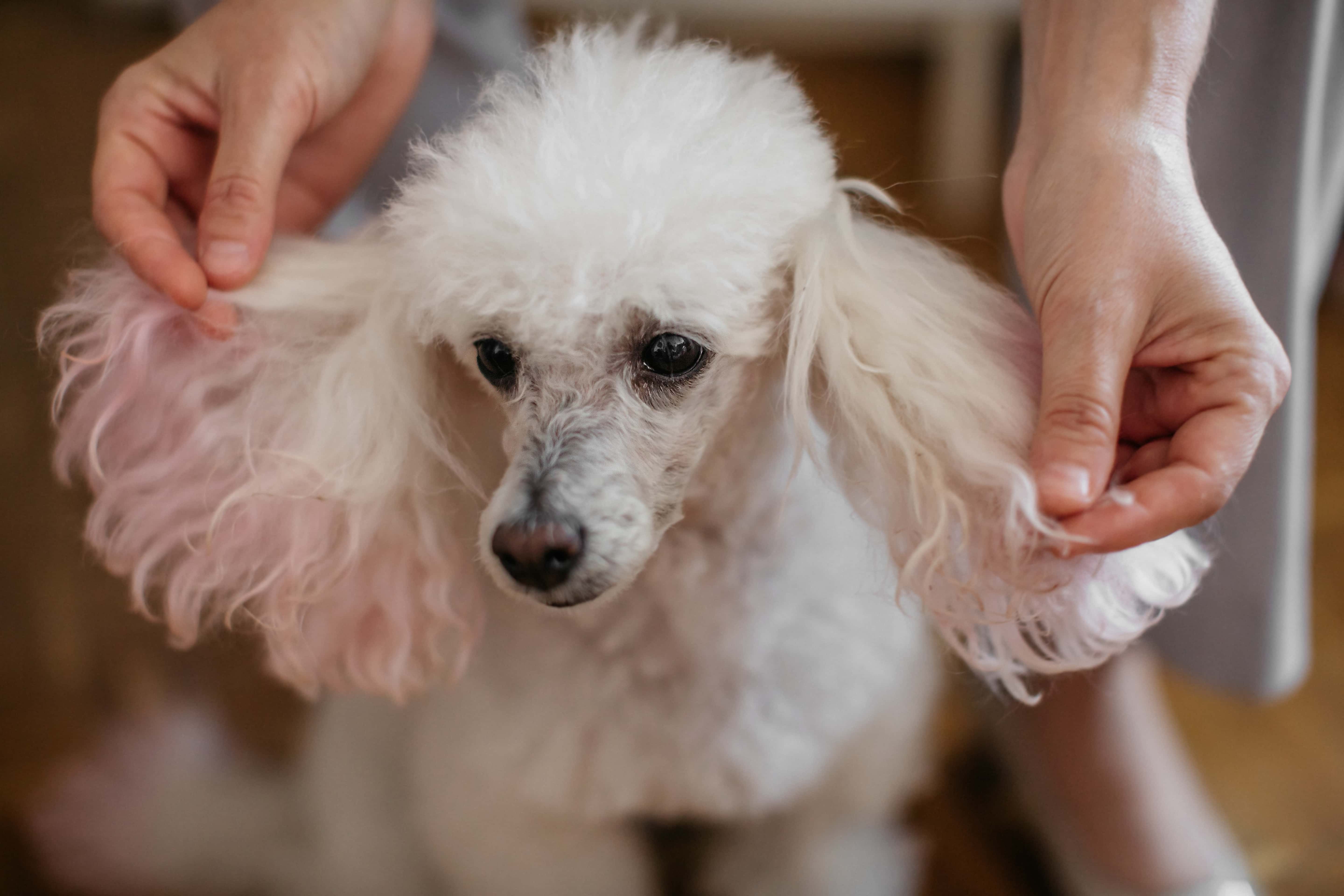フリー写真画像 白 面白い 犬 頭 耳 目 間近 ペット 動物 犬