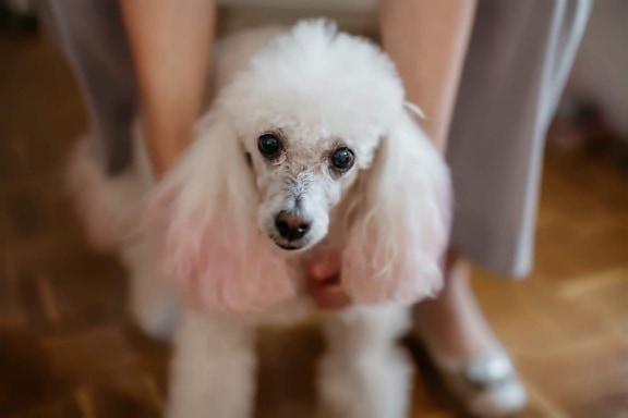 white, close-up, purebred, head, dog, eyes, big, cute, pet, canine
