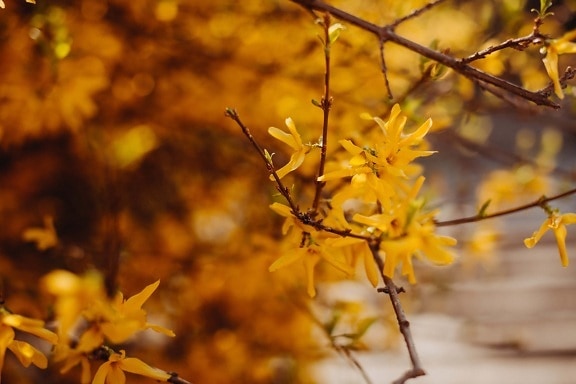 bush, branches, branchlet, yellowish brown, leaves, yellow, flowers, nature, leaf, shrub