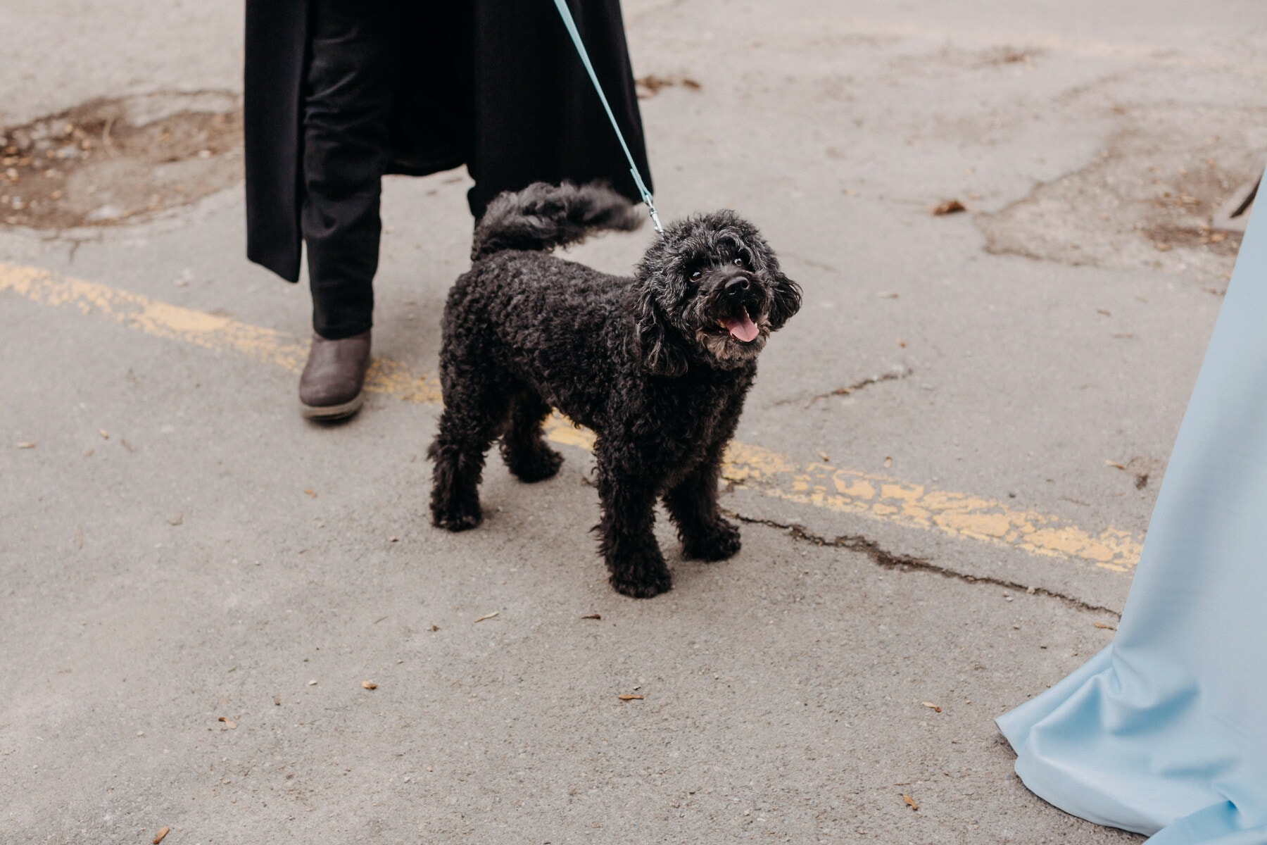 negro, mascota, perro, caminando, correa, calle, asfalto, pavimento, de pura raza, canino