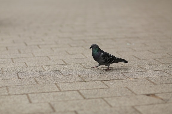 pigeon, pavement, walking, animal, wild, bird, feather, wildlife, wing, beak