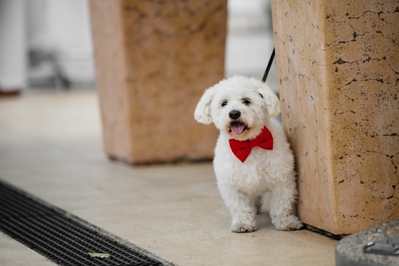 corbata de moño, rojo, lindo, adorable, perro, vertical, cachorro, canino, mascota, adentro