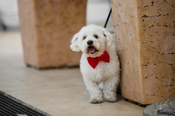 perro, blanco, corbata de moño, rojo, animales, gracioso, lindo, cachorro, canino, mascota