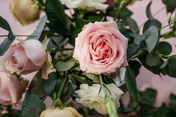 Rosen, Pastell, Rosa, Sonnenlicht, aus nächster Nähe, Blütenblätter, Natur, Blume, Blatt, Anlage