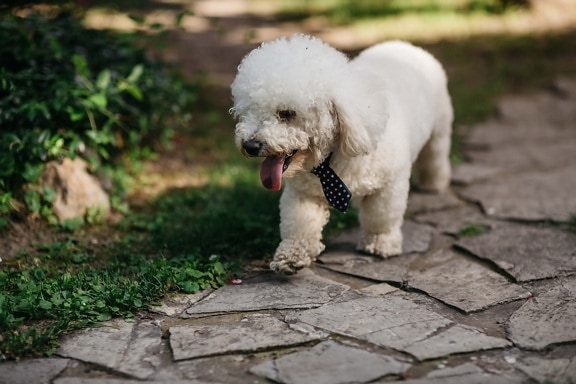 gravata, colar, caminhando, cão, em miniatura, jovem, adorável, filhote de cachorro, animal de estimação, bonito