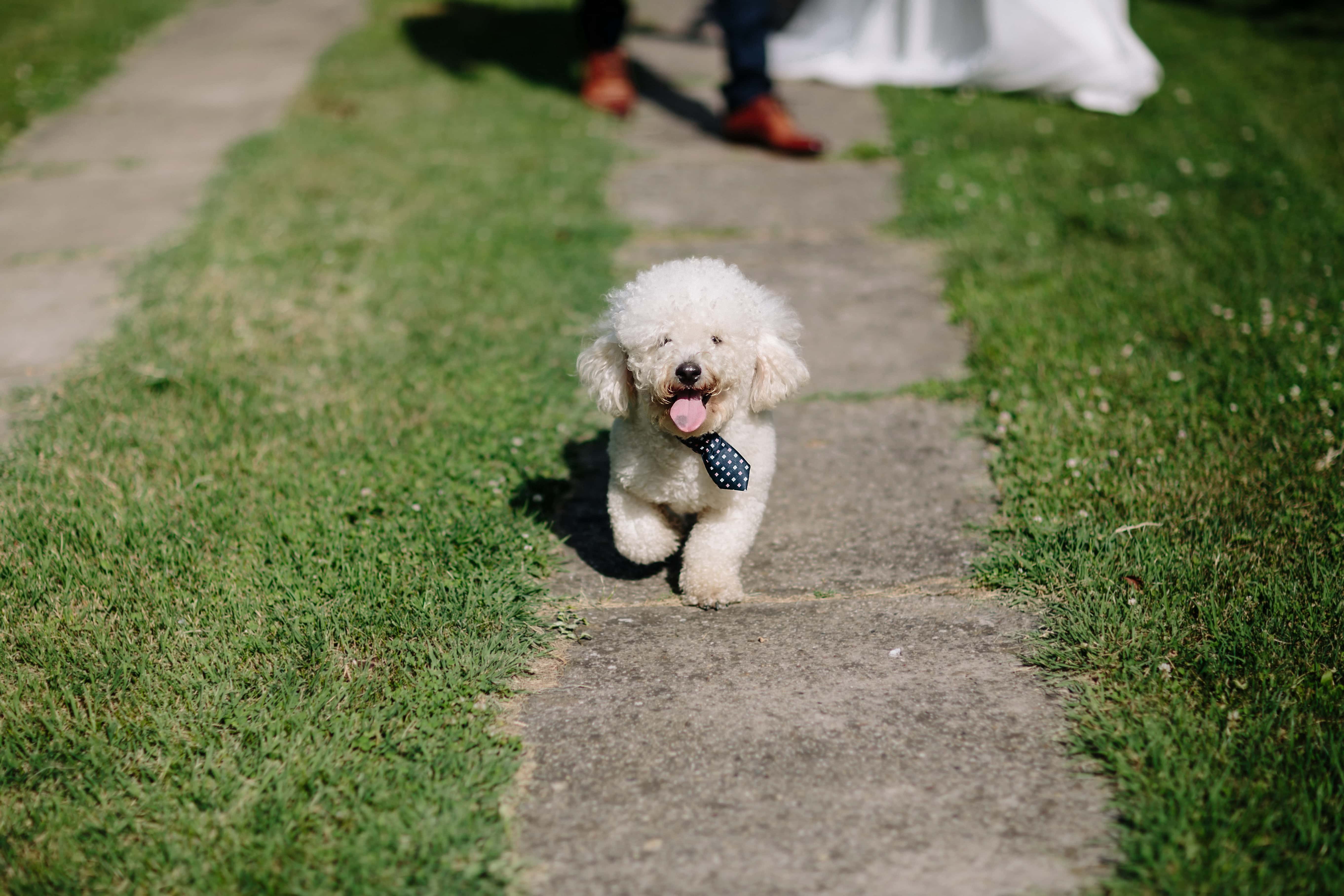 フリー写真画像 式 結婚式 犬 ネクタイ 愛らしい 面白い 動物 かわいい ペット 草