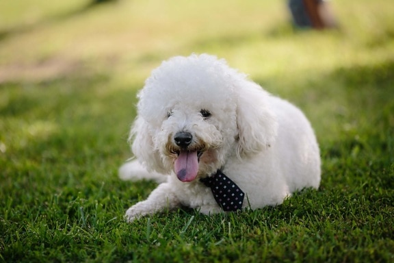 pes, rozkošný, límec, elegantní, kravata, ozdobný, trendy, styl, bílá, čistokrevná