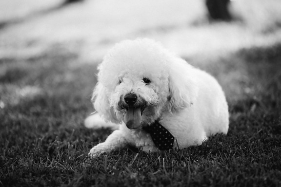 branco, cão, gravata, adorável, descanso, língua, cabeça, filhote de cachorro, animal de estimação, bonito