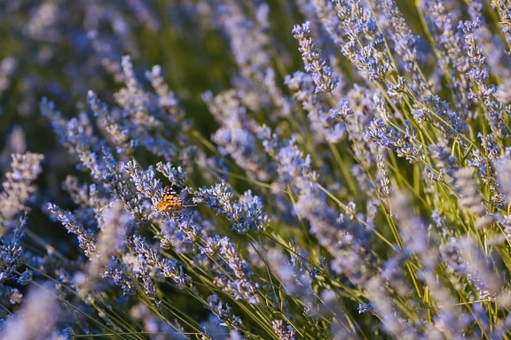lavender, butterfly flower, butterfly, nature, plant, flower, flora, field, herb, blooming