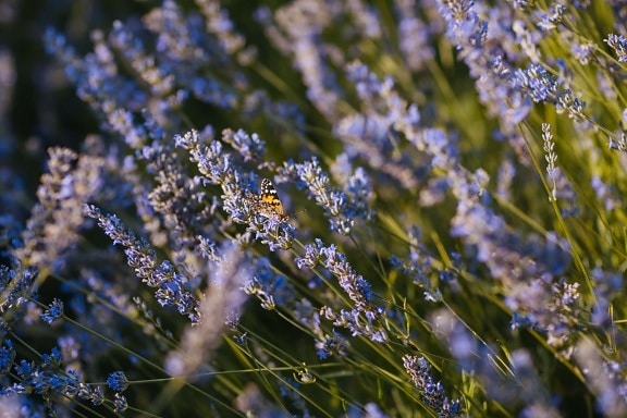 lavender, butterfly, field, flower garden, nature, flower, plant, blooming, garden, outdoors