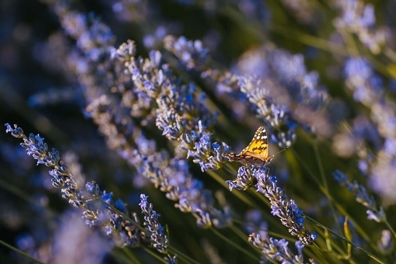 butterfly, light brown, insect, lavender, butterfly flower, garden, nature, flower, outdoors, upclose