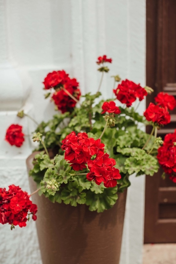 merah, geranium, pot bunga, dekorasi, alam, bunga, pengaturan, tanaman, bunga, daun