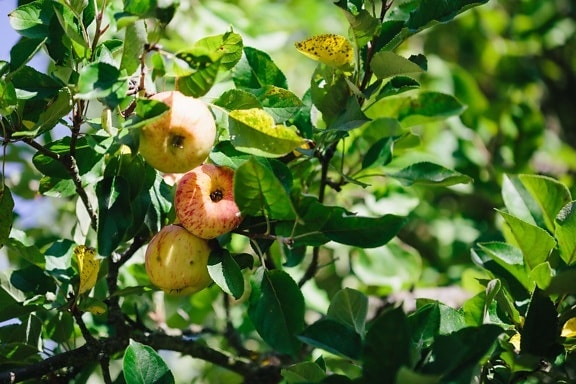 jabloň, jablka, ovocný sad, zemědělství, strom, ovoce, jídlo, příroda, list, Kdoule