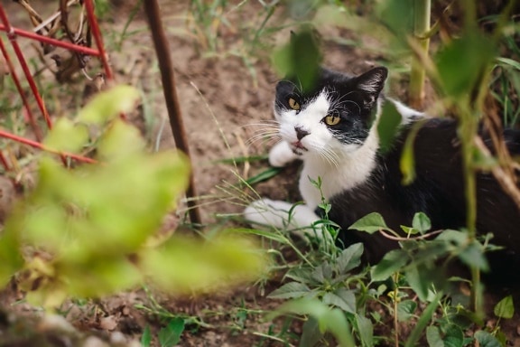 gato, gato doméstico, preto e branco, se escondendo, jardim, bonito, olhos, doméstica, animal de estimação, gatinho