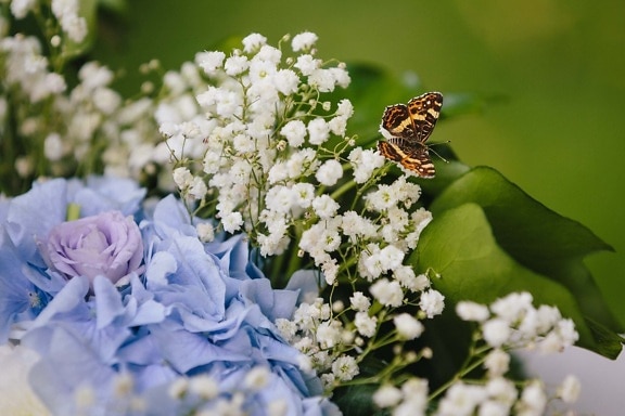 Papilionidae, les pollinisateurs, fleur de papillon, violet, des roses, fleur, plante, fleur, herbe, fleurs