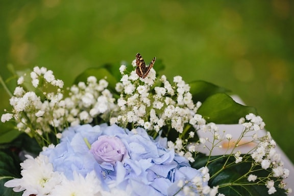 brown, butterfly, flowers, hydrangea, roses, bouquet, summer, leaf, plant, nature