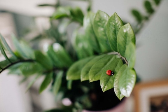 plastic, ladybug, miniature, green leaves, detail, decoration, branch, flowerpot, leaf, nature