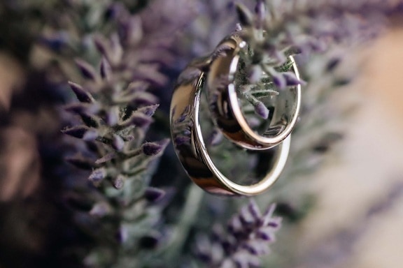 rings, gold, focus, shining, reflection, branchlet, close-up, lavender, flower, blur