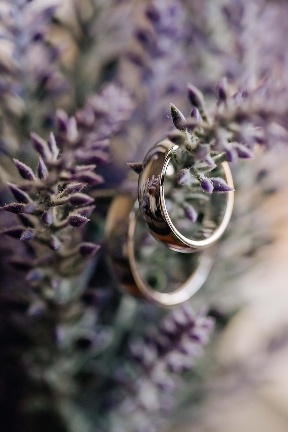 rings, macro, close-up, shining, golden shine, focus, gold, flower bud, lavender, herb