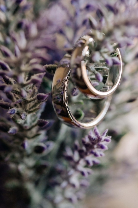 rings, golden shine, gold, shining, close-up, focus, flowerpot, lavender, flower, herb